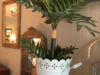 Plant and tin bucket